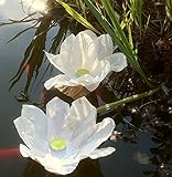 5 weiße Wasserlaternen „Lotus“ – Schwimmendes Wasserlicht Blume - 2